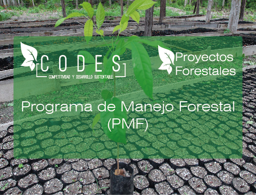 Programa de Manejo Forestal (PMF)